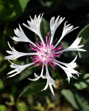 Centaurée des montagnes Purple Heart - Fleurs vivaces - Centaurea montana Purple Heart