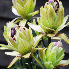 Lis asiatique Mystery Dream - Lilium asiaticum 'mystery dream' - Plantes