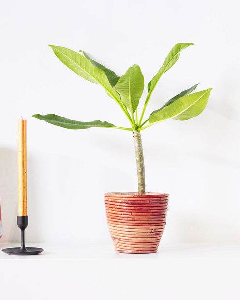 Frangipanier rouge - Plumeria rubra bordeau - Plantes d'intérieur