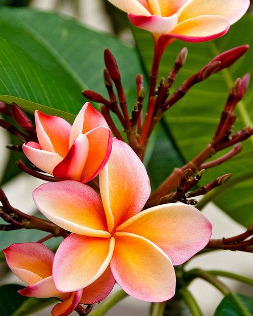 Frangipanier rouge - Plumeria rubra bordeau - Plantes