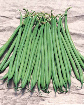 Haricot nain fin Galion (Obt. Gautier) - Graines de fruits et légumes - Phaseolus vulgaris nain fin Galion (Obt. Gautier)