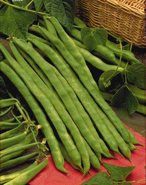 Haricot à rames Phénomène - Aménager un potager balcon orientation sud - Phaseolus vulgaris