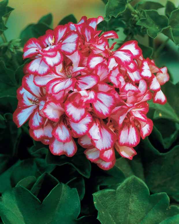 6 Géraniums-lierre bicolores - Plantes - Pelargonium peltatum Nixe