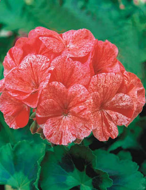 Géranium zonal Raspberry Ripple F1 - Graines de fleurs - Pelargonium zonal Raspberry Ripple F1