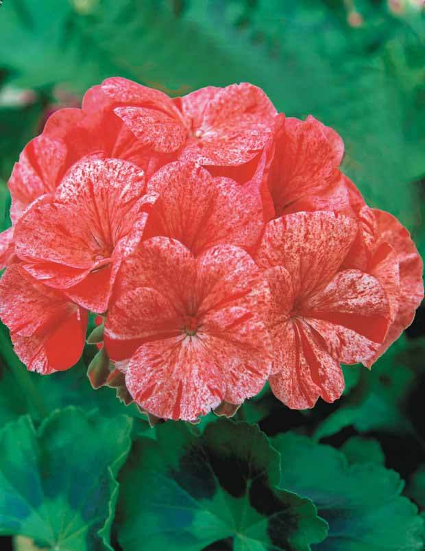 Géranium zonal Raspberry Ripple F1 - Graines de fleurs - Pelargonium zonal Raspberry Ripple F1