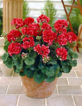 6 Géraniums à massifs rouges Toscana ® - jardins - Pelargonium zonale Toscana ®