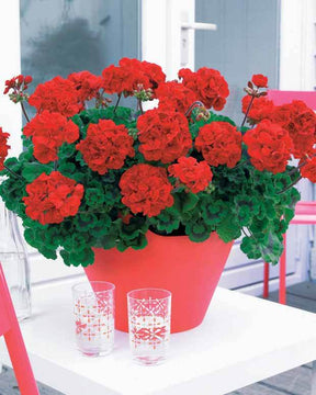 6 Géraniums à massifs rouges Toscana ® - Géranium de balcon - Pelargonium zonale Toscana ®