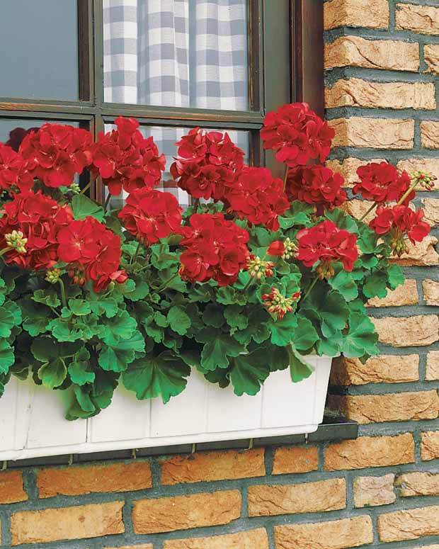 Géranium à massif rouge F1 - Graines de fleurs - Pelargonium zonale F1