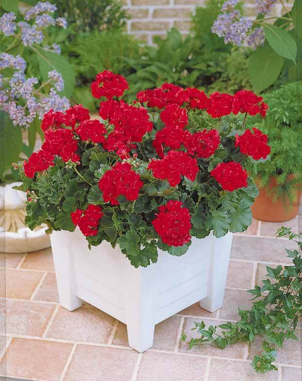 6 Géraniums à massifs rouges Toscana ® - jardins - Pelargonium zonale Toscana ®