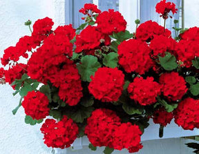 6 Géraniums à massifs rouges Toscana ® - Plantes vivaces - Pelargonium zonale Toscana ®