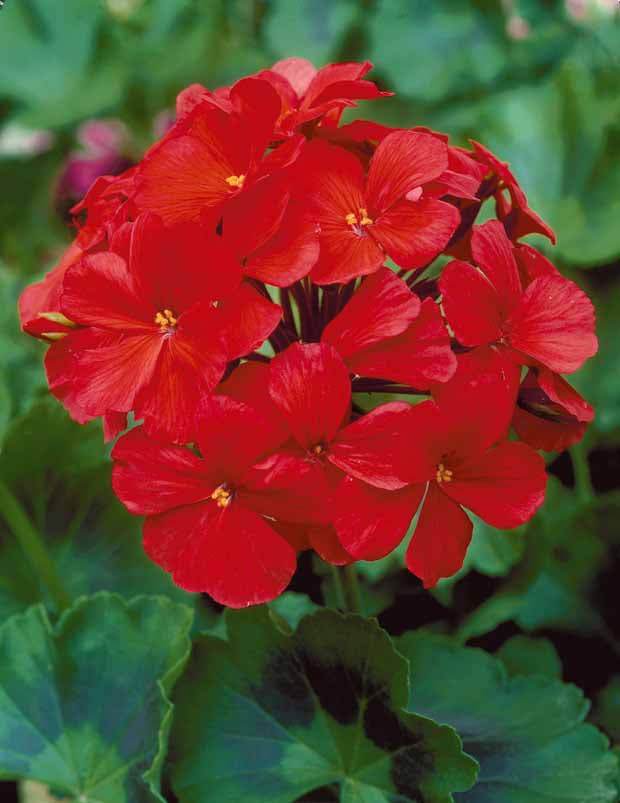 Géranium à massif rouge F1 - Potager - Pelargonium zonale F1