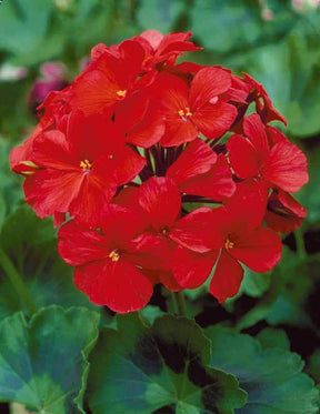 6 Géraniums à massifs rouges Toscana ® - Plantes - Pelargonium zonale Toscana ®