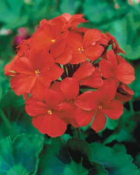 Géranium à massif rouge F1 - Graines de fleurs - Pelargonium zonale F1