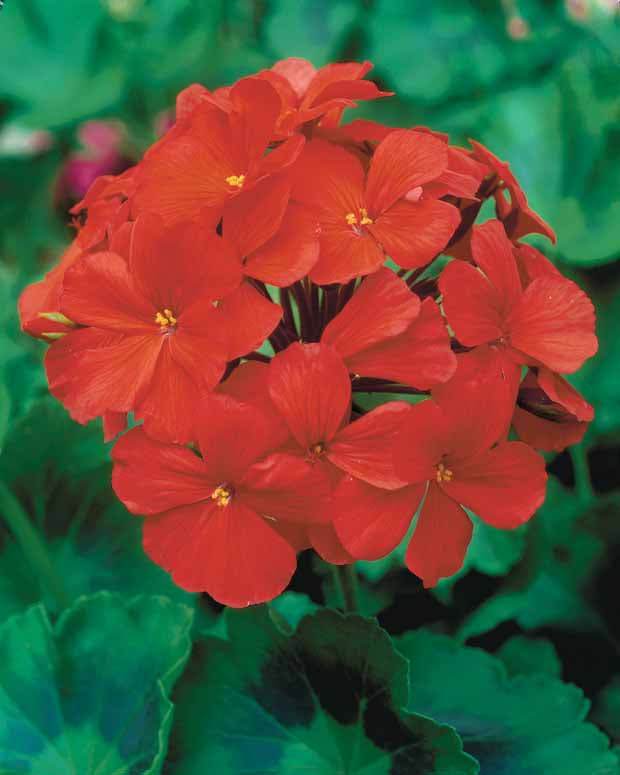 Géranium à massif rouge F1 - Graines de fleurs - Pelargonium zonale F1