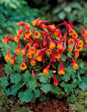 2 Capucines tubéreuses Ken Aslet - Bulbes à fleurs - Tropaeolum tuberosum Ken Aslet