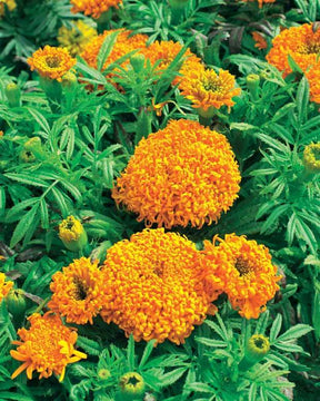 Rose d Inde Spun Orange - Graines de fleurs - Tagetes erecta nana Spun Orange