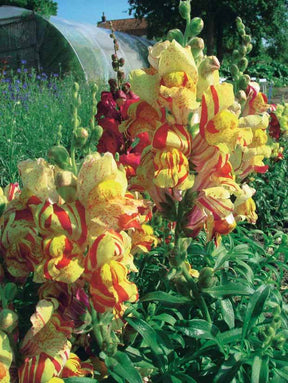 Gueule de loup Torbay Rock - Graines de fleurs - Antirrhinum majus nanum Torbay Rock