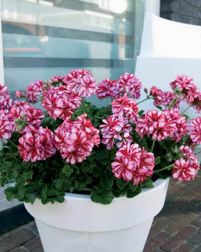 6 Géraniums-lierre bicolores - Géranium de balcon - Pelargonium peltatum Nixe