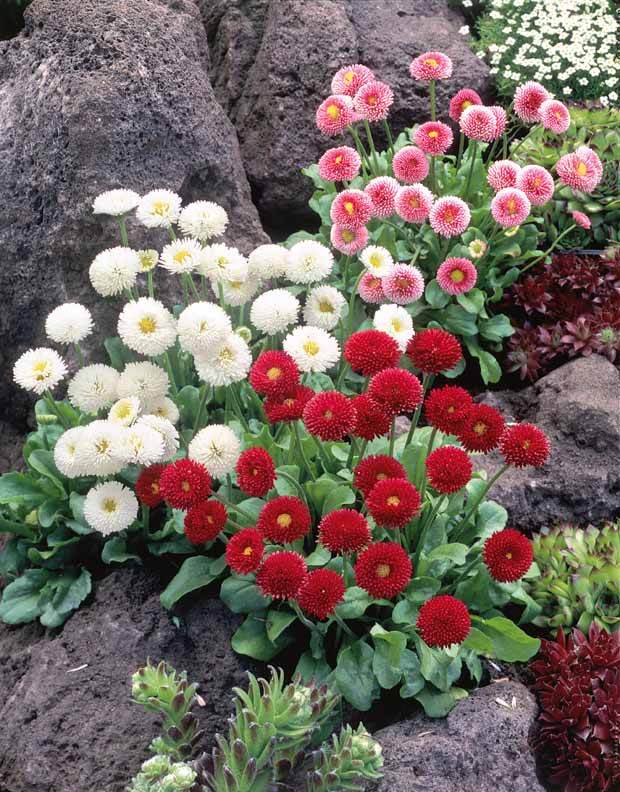 3 Pâquerettes en mélange - Fleurs vivaces - Bellis perennis Mixed