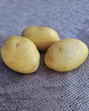 Pomme de terre Vitabella (1,5 kg) - Bulbes potagers et tubercules - Solanum tuberosum Vitabella