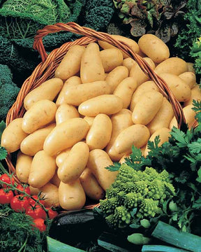 Pomme de terre Amandine (1,5 kg) - Bulbes potagers et tubercules - Solanum tuberosum Amandine