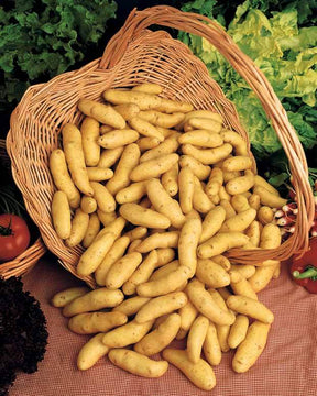 Pomme de terre Ratte (1,5 kg) - Bulbes potagers et tubercules - Solanum tuberosum Ratte