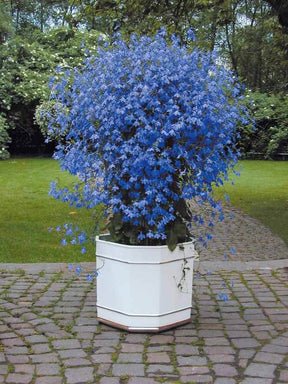 6 Lobélias azuro - jardins - Lobelia erinus Azuro