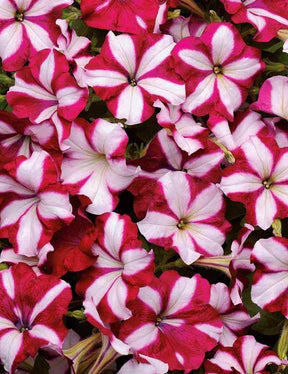 Pétunia retombant Easy Wave Burgundy Star F1 - Graines de fleurs - Petunia Easy Wave Burgundy Star