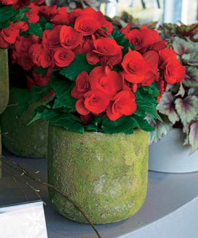 Bégonia d intérieur rouge - Bégonias d intérieur - Begonia Berseba rouge