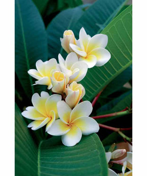 Frangipanier + cache pot blanc 16 cm. - jardins - Plumeria alba