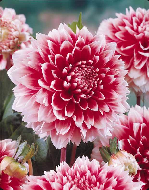 Coll. 9 dahlias décoratifs (3 Puerto Rico, 3 Sakura Fubuki, 3 Fubuki rouge/blanc - jardins - Dahlia Puerto Rico , Red an WhiteFubuki , Sakura Fubuki 