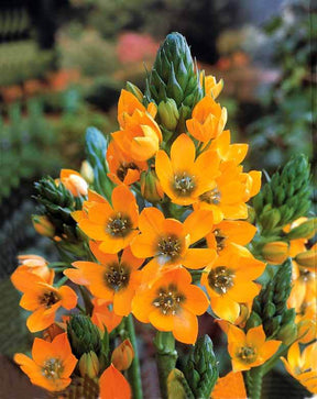 5 Ornithogales d Afrique du Sud - Bulbes à fleurs - Ornithogalum dubium