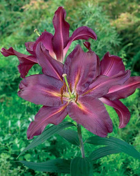 3 Lis orientaux Gran Turismo - Bulbes à fleurs - Lilium Gran Turismo