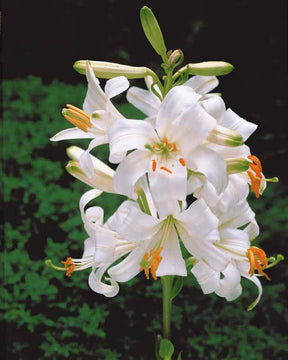 4 Lis de la Madone - Bulbes à fleurs - Lilium candidum