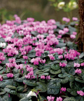 6 Cyclamens roses de l île de Cos - Bulbes de cyclamen - Cyclamen cos