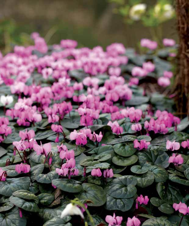 6 Cyclamens roses de l île de Cos - Bulbes de cyclamen - Cyclamen cos