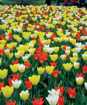 20 tulipes botaniques multicolores fosteriana - Bulbes à fleurs - Tulipa fosteriana Juan , Sweetheart , Candela , Purissima 