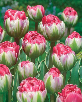 5 Tulipes fleur de pivoine Sensation Double - Bulbes à fleurs - Tulipa Sensation Double