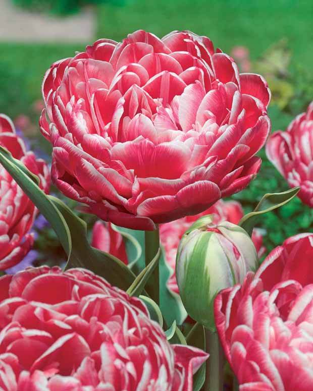 5 Tulipes fleur de pivoine Sensation Double - Plantes - Tulipa Sensation Double