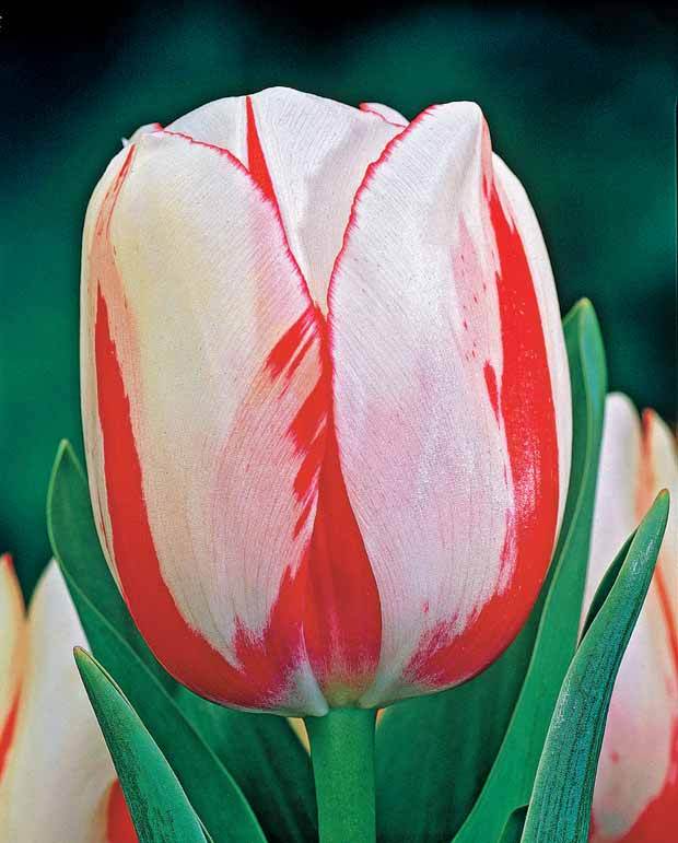 5 Tulipes flammées Carnaval de Rio - Bulbes à fleurs - Tulipa Carnaval de Rio