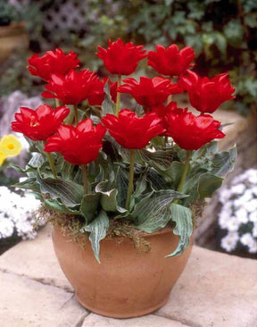 10 Tulipes Chaperon Rouge Double - Tulipe - Tulipa greigii Chaperon Rouge double