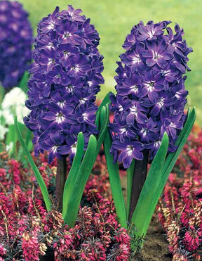 5 Jacinthes à coeur blanc Blue Magic - Bulbes à fleurs - Hyacinthus Blue Magic