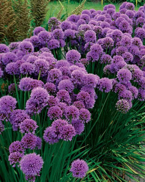 3 Ails vivaces Millenium - Allium - Allium Millenium