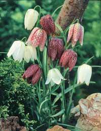 65 bulbes violet attirant les abeilles - Plantes - Fritillaria,Allium sphaerocephalum et giganteum,Hyacinthoides, Crocus