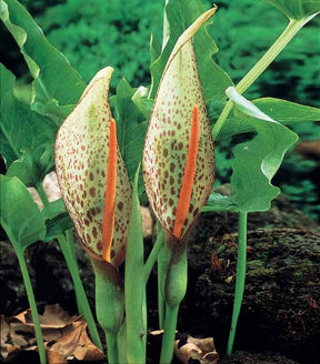 2 Arums d Italie - Arum - Arum italicum