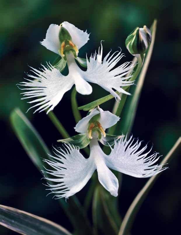 4 Orchidée Colombe - Bulbes à fleurs - Habenaria radiata