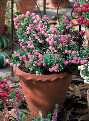 Gaultheria rose - Arbustes - Gaultheria mucronata