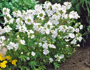 3 Mauves blanches - jardins - Malva moschata Alba