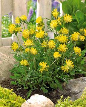 3 Trèfles jaunes - jardins - Anthyllis vulneraria