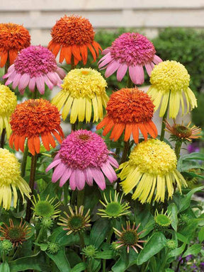 3 Echinaceas Secret en mélange - jardins - Echinacea Secret mixed